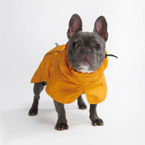 Adorable grey Frenchie in an orange rain coat