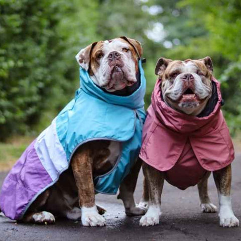 Gorgeous Bull dogs in rain coats