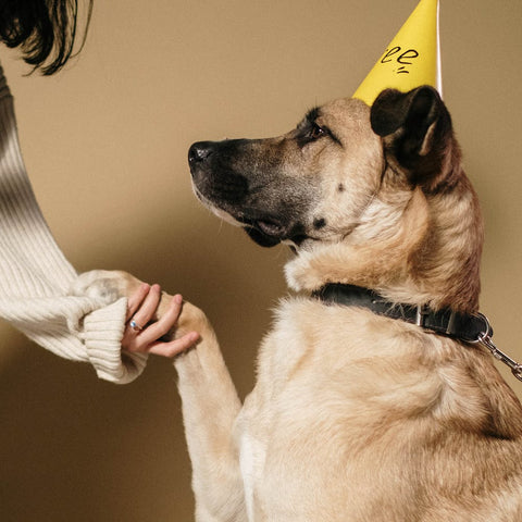 Older dog giving paw