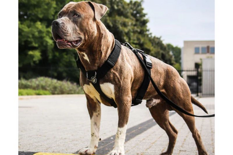 a pitbull on a walk