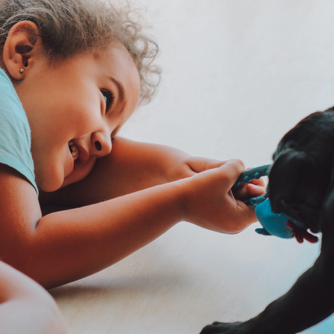 Small child playing with a Pitbull puppy