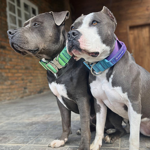 Pitbulls wearing Sparkpaws harness collars