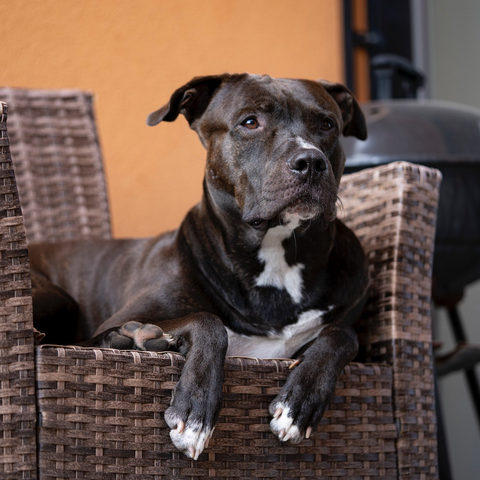 Beautiful black Pitbull on a chair