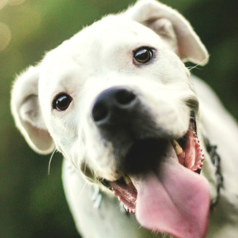  Dogo Argentino