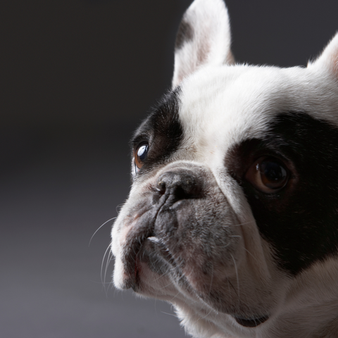 Black and white French bulldog with long ears