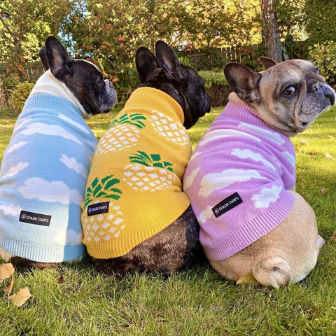 3 french bulldogs in knit sweaters