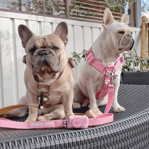 Two french bulldogs wearing a harness