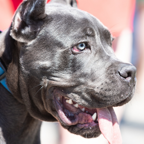 blue nose pitbull