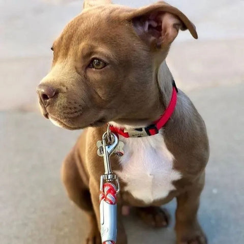 a teacup pitbull