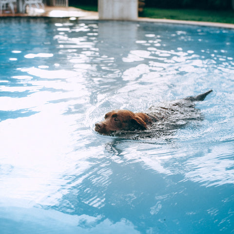 a pitbull swimming in a pool
