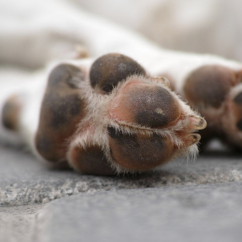 dog's paws