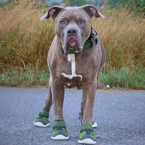 a pitbull wearing dog shoes