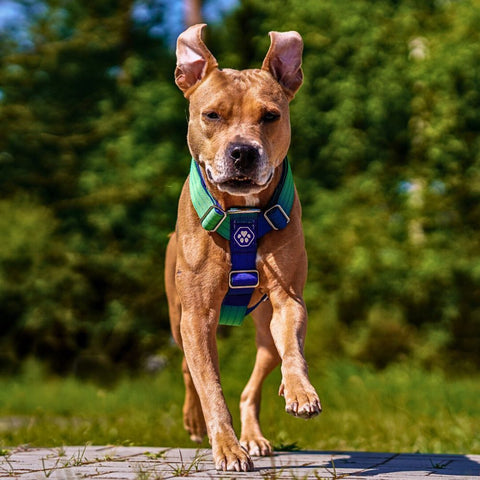 a young pitbull running with a harness on