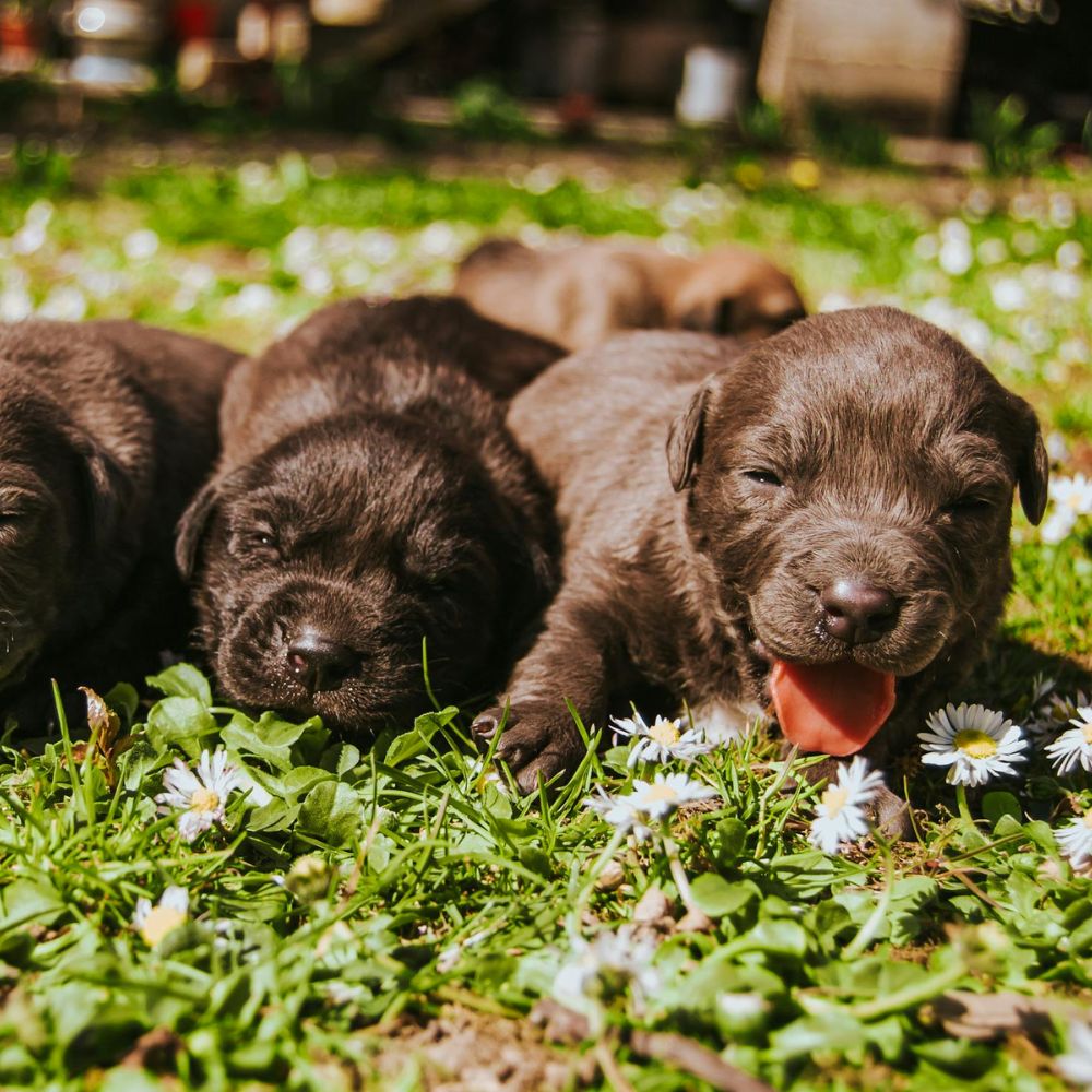 Newborn puppies lies closely together on a grassy field, with the charm often associated with the unique 'puppy breath' that many pet owners adore.