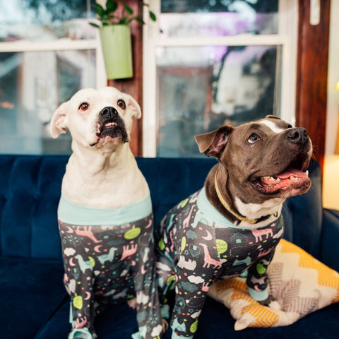 american pitbull and bulldog in dog pajamas
