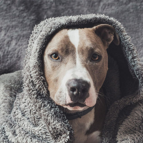 an american pitbull in a blanket