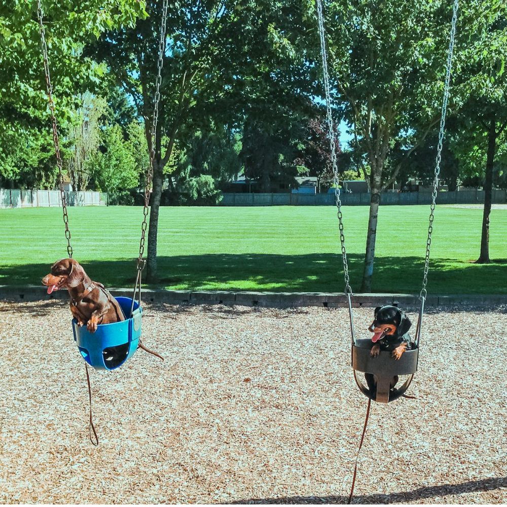 Dogs playing on swings