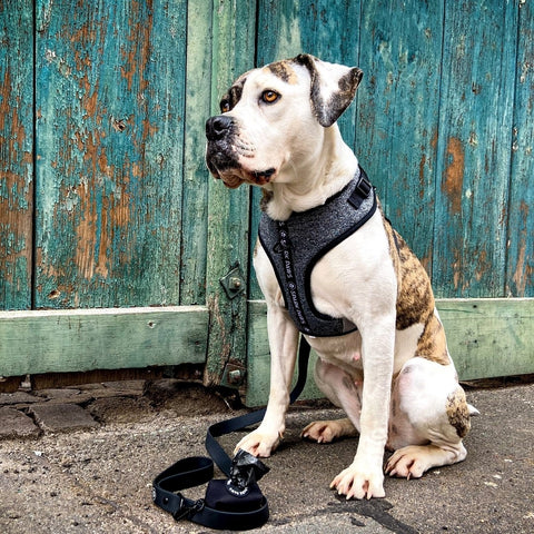 a pit bull wearing a harness from Sparkpaws