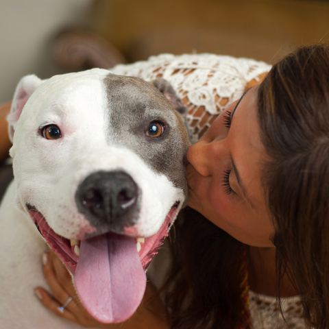 a lady kissing a happy pit bull