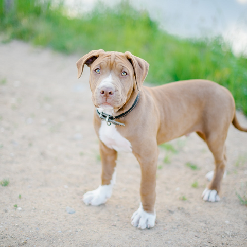 a brown pitbull puppy in training