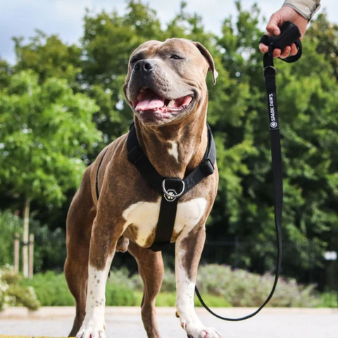 a pitbull in training wearing a sparkpaws collar and leash set