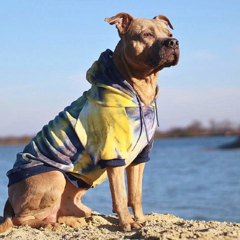 a pit bull wearing a Sparkpaws dog coat