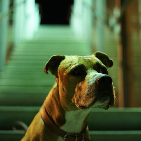 an anxious pit bull looking sad