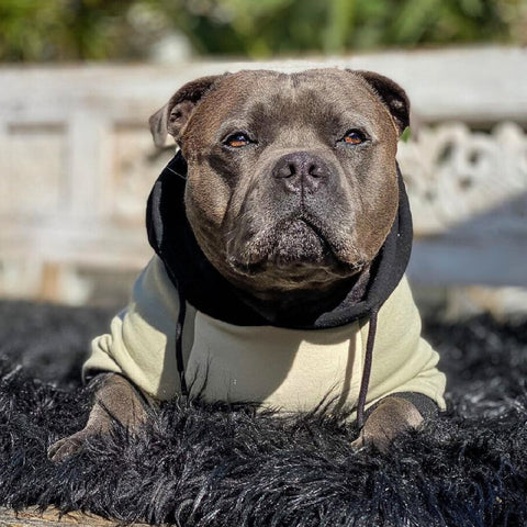 a pitbull wearing a hoodie