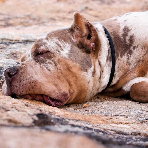 a lazy pitbull having a nap