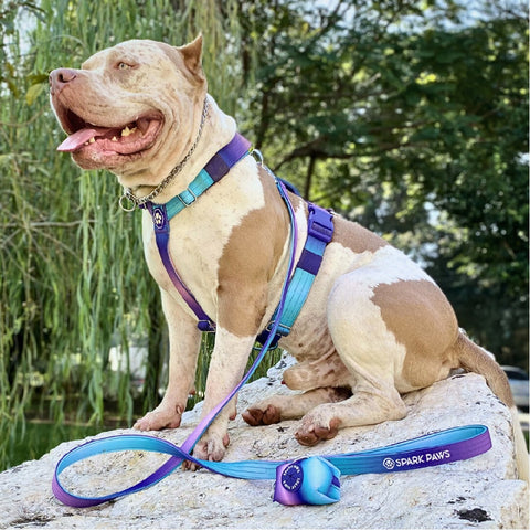 a pitbull wearing a harness and leash from Sparkpaws