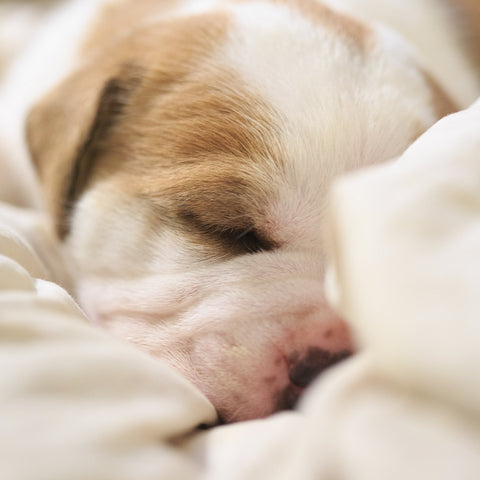 a pitbull puppy sleeping