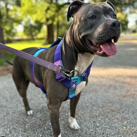 a pitbull wearing a tactical collar