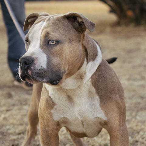 al alert pitbull ready to protect his owner