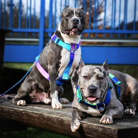 two strong pitbulls wearing a no pull harness