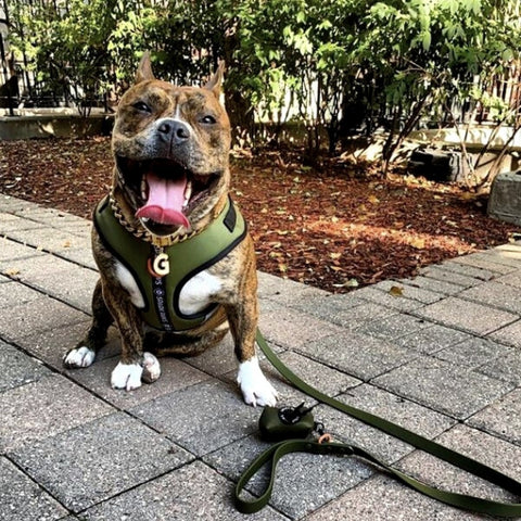 a pit bull wearing a active wear harness