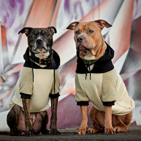 two pitbulls in matching hoodies