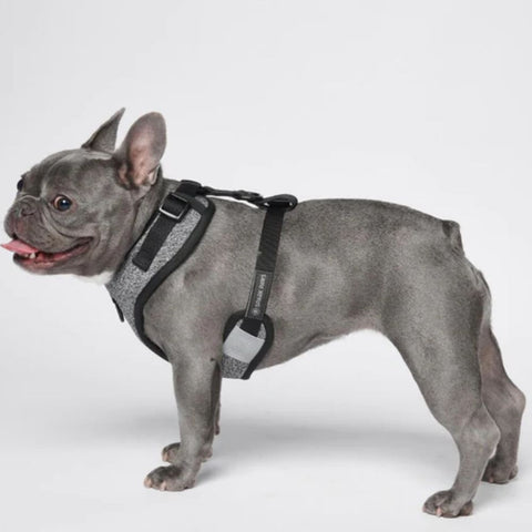 a french bulldog wearing a harness