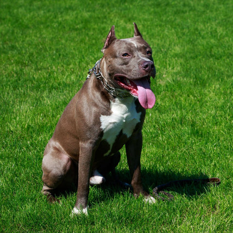 a pit bull sitting on a green lawn