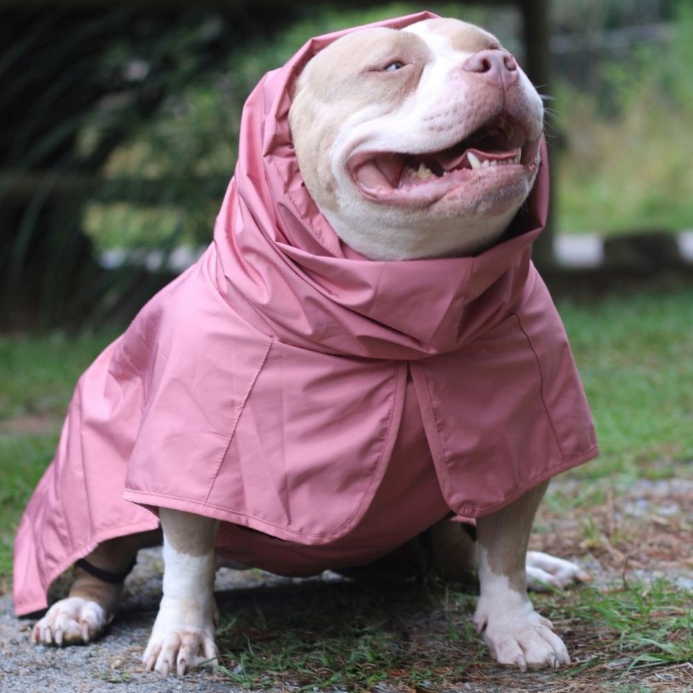 A dog wearing Sparkpaw's Pink Raincoat