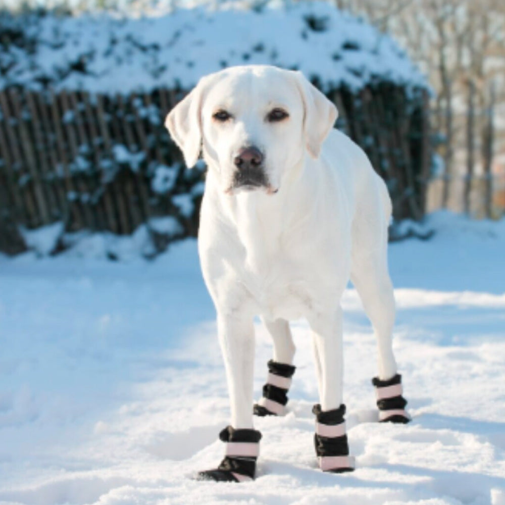 A dog stands in a snowy outdoor setting wearing Sparkpaw's dog shoes on all four paws.