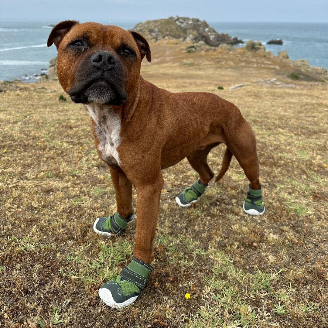 A dog wearing Sparkpaws Flex Shell Water-resistant dog boots  stands confidently on a grassy cliff