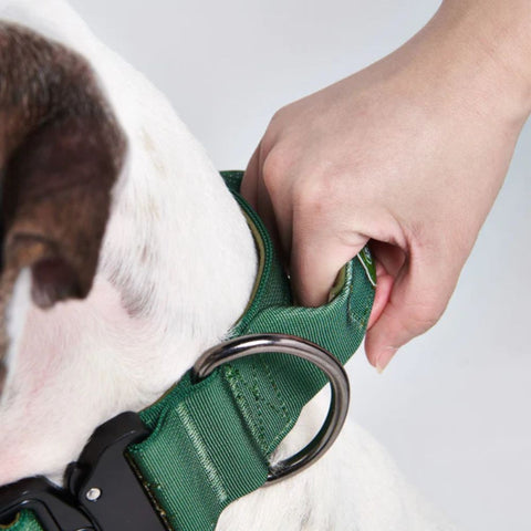 a tactical dog collar