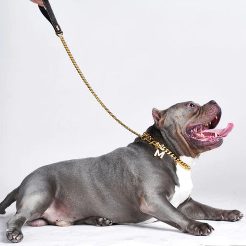 a pitbull wearing a cuban chain collar