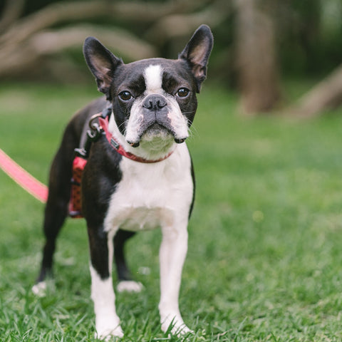bully breed:boston terrier