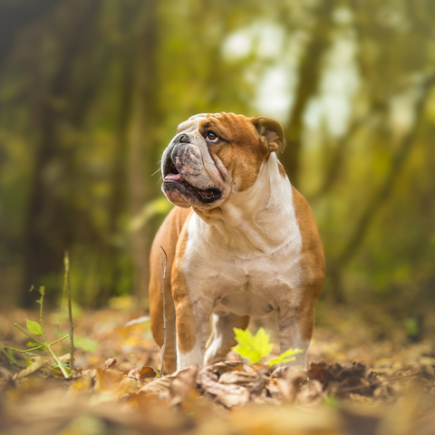 a english bulldog running in the woods