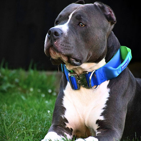 American Bully Dog  Bully breeds dogs, Pitbull terrier, Dogs