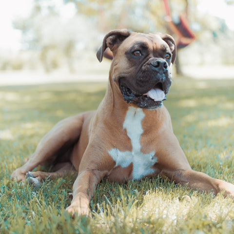 BULLY BREEDS: BOXERS