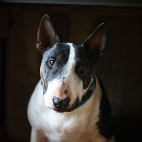 bully breed: english bull terrier