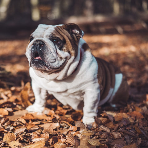 bully breed: english bulldog