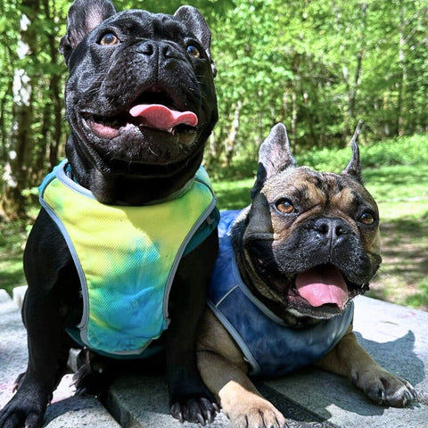 French bulldog bully breed